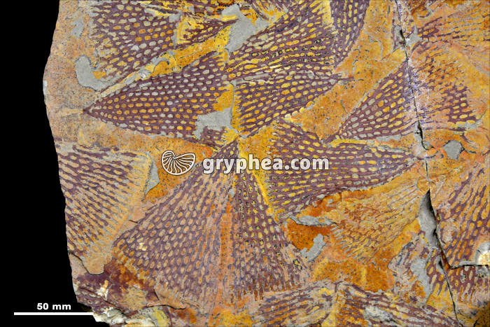 Bryozoaires fossiles avec échelle - gryphea.org